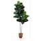 6ft. Rubber Tree in Decorative Planter with Real Touch Leaves